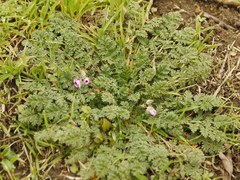 Erodium cicutarium