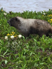 Marmota caligata