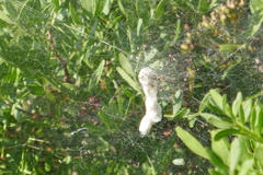Cyrtophora citricola