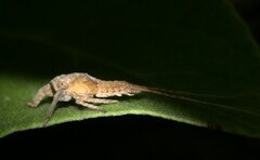 Pterygota