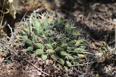 Mammillaria meiacantha