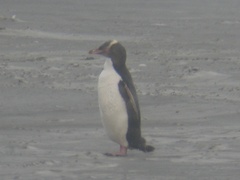 Megadyptes antipodes