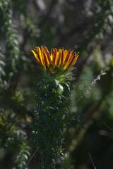 Oedera capensis