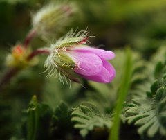 Erodium cicutarium