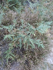 Pteridium