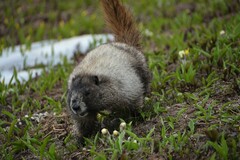 Marmota caligata
