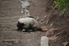 Marmota caligata