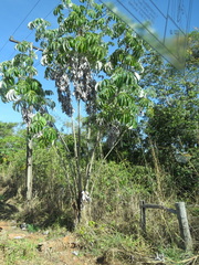 Cecropia pachystachya