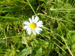 Leucanthemum vulgare