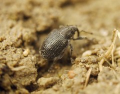 Ceutorhynchini