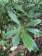 Rhododendron maximum