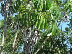 Cecropia pachystachya