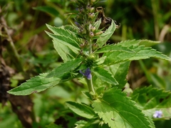 Veronica longifolia