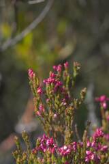 Erica corifolia