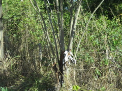 Cecropia pachystachya