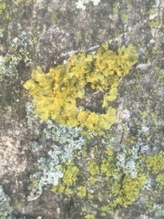Xanthomendoza fallax