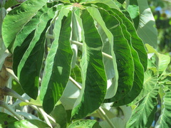 Cecropia pachystachya