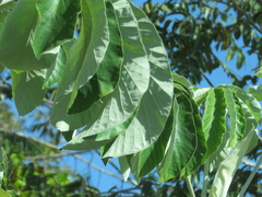 Cecropia pachystachya
