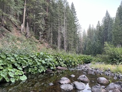 Darmera peltata