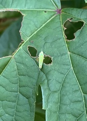 Graphocephala versuta