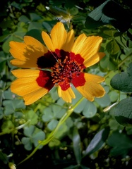Coreopsis basalis
