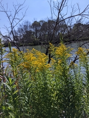 Solidago gigantea