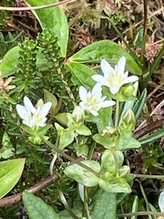 Gentiana douglasiana