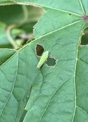 Graphocephala versuta