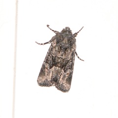 Lacinipolia olivacea