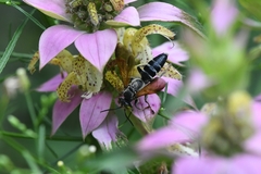 Tachytes guatemalensis