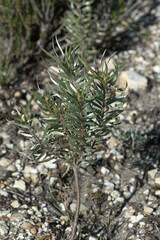 Leucadendron xanthoconus