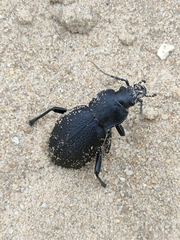Carabus coriaceus