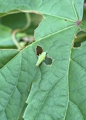 Graphocephala versuta