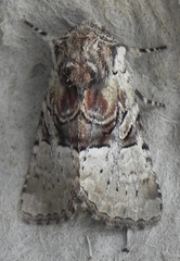 Meropleon diversicolor