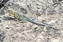 Crotaphytus collaris