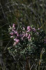 Indigofera brachystachya