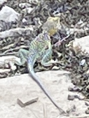 Crotaphytus collaris