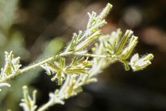 Cordylanthus pilosus