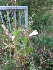 Calystegia silvatica