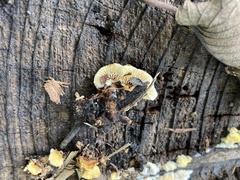 Gloeophyllum sepiarium