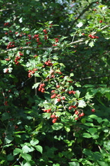 Crataegus laevigata