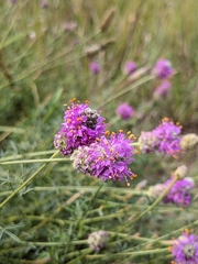 Dalea purpurea