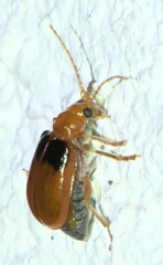 Aulacophora