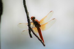 Libellula croceipennis