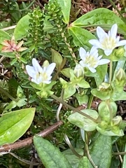 Gentiana douglasiana