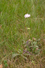 Knautia arvensis