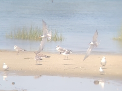 Sterna hirundo