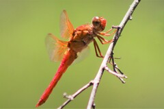 Libellula croceipennis