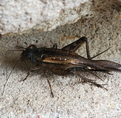 Allonemobius fasciatus