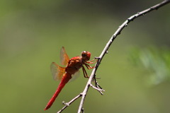 Libellula croceipennis